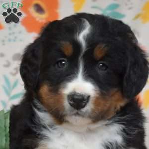 Gumbo, Bernese Mountain Dog Puppy