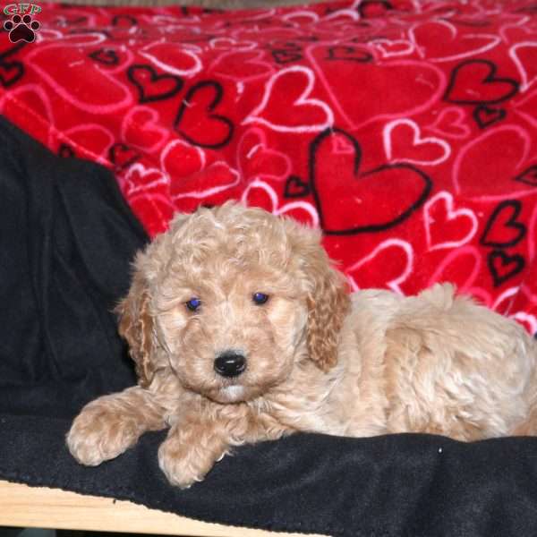 Gunner, Mini Goldendoodle Puppy