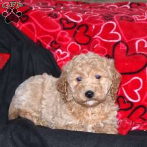 Gunner, Mini Goldendoodle Puppy