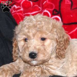 Gunner, Mini Goldendoodle Puppy