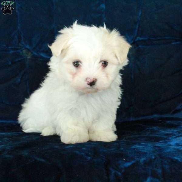 Gus, Maltese Puppy