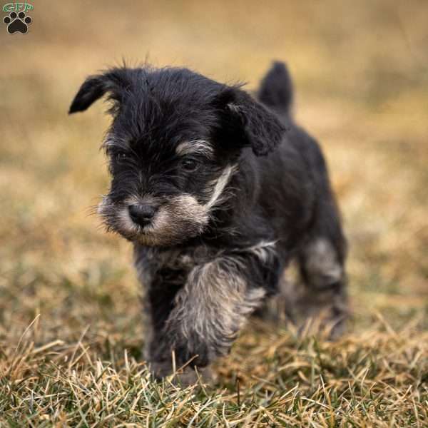 Gus, Miniature Schnauzer Puppy