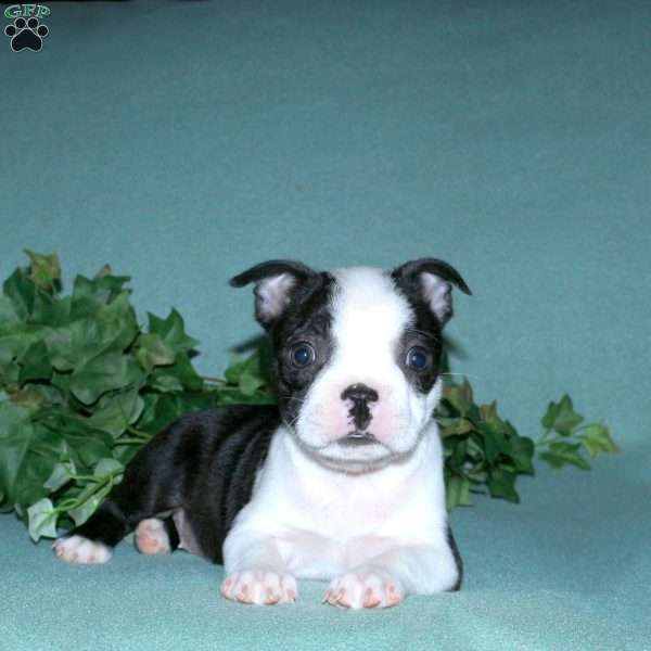 Gwen, Boston Terrier Puppy