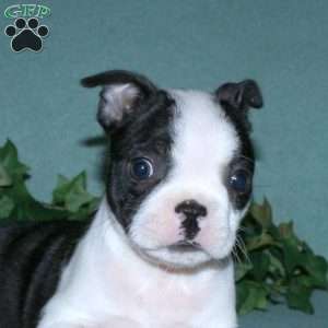 Gwen, Boston Terrier Puppy