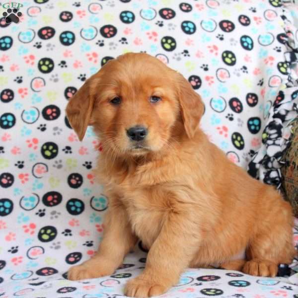 Hailey, Golden Retriever Puppy