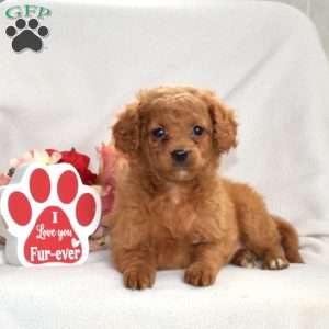 Hailey, Mini Goldendoodle Puppy