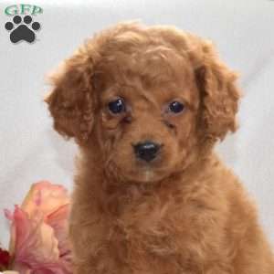 Hailey, Mini Goldendoodle Puppy