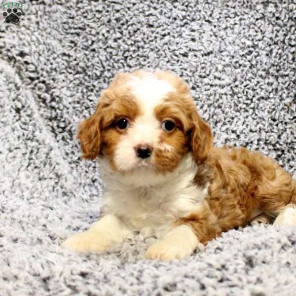 Hailey, Cavapoo Puppy