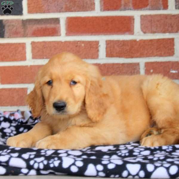 Hank, Golden Retriever Puppy