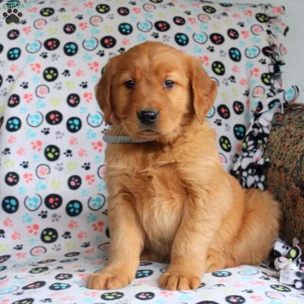 Hank, Golden Retriever Puppy