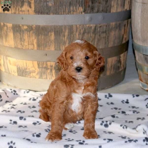 Hank, Mini Goldendoodle Puppy