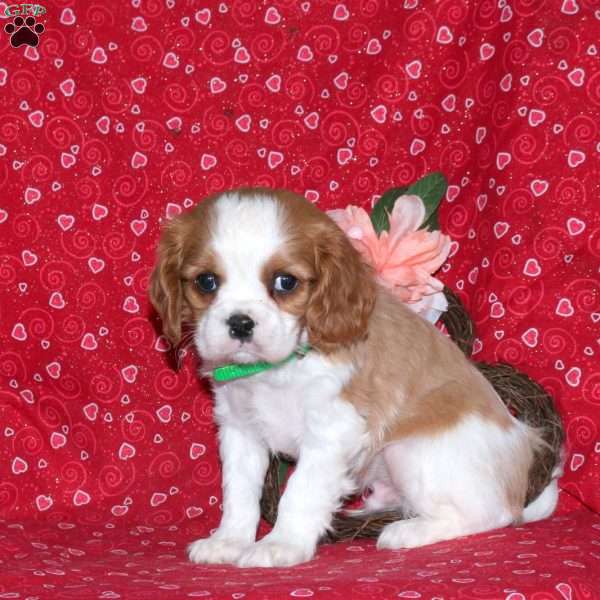 Hank, Cavalier King Charles Spaniel Puppy