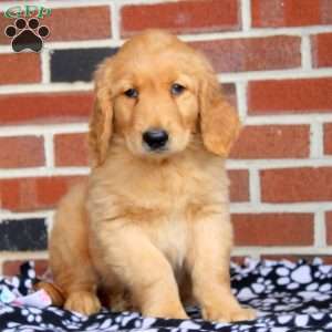 Hank, Golden Retriever Puppy