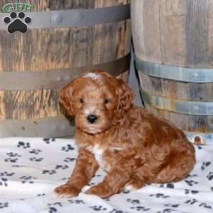 Hank, Mini Goldendoodle Puppy