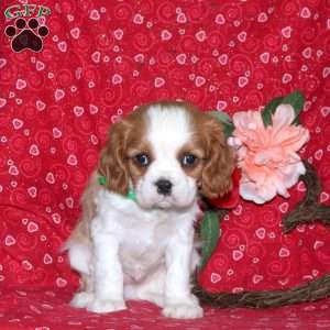 Hank, Cavalier King Charles Spaniel Puppy