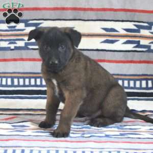 Hank, Belgian Malinois Puppy