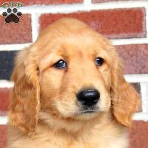 Hank, Golden Retriever Puppy