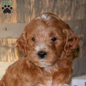 Hank, Mini Goldendoodle Puppy