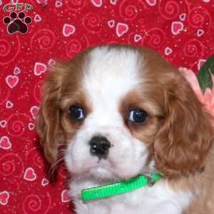 Hank, Cavalier King Charles Spaniel Puppy