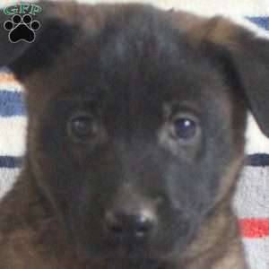 Hank, Belgian Malinois Puppy