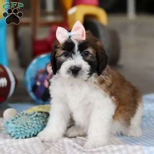 Hannah, Saint Berdoodle Puppy