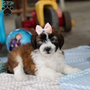 Hannah, Saint Berdoodle Puppy