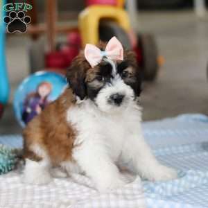 Hannah, Saint Berdoodle Puppy