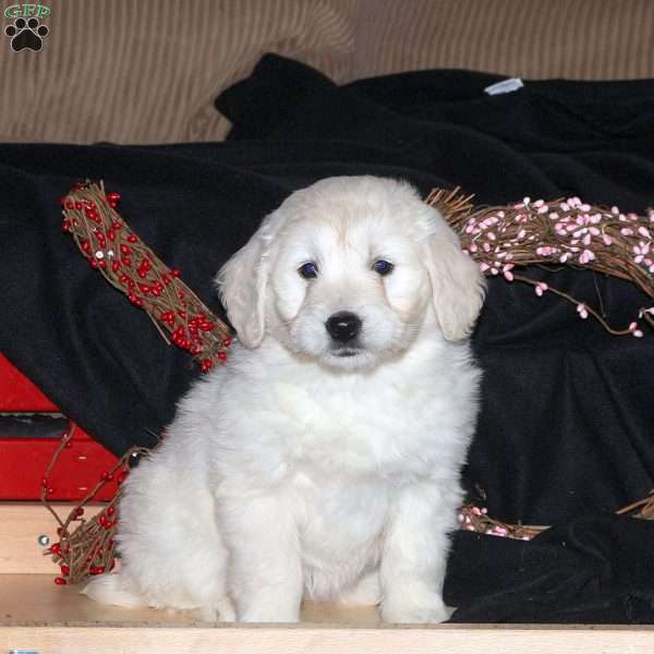 Hannah, Mini Goldendoodle Puppy