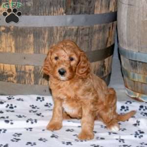 Hannah, Mini Goldendoodle Puppy