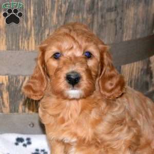 Hannah, Mini Goldendoodle Puppy