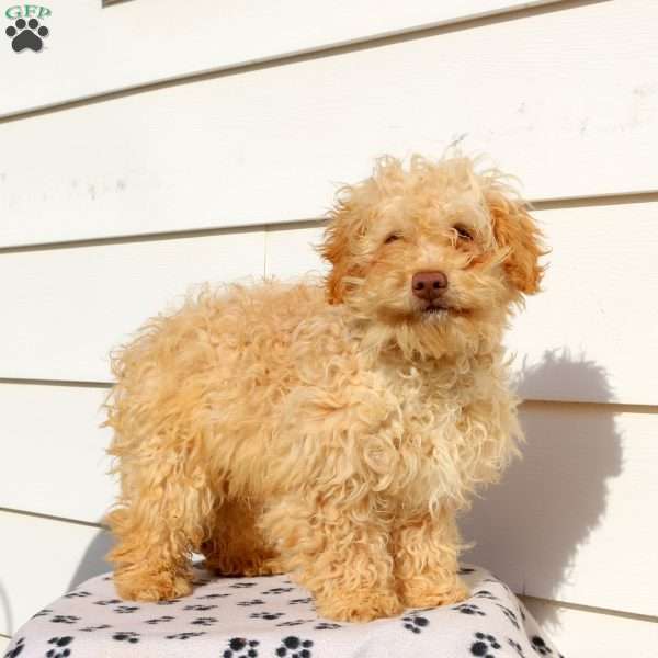 Happy, Cavapoo Puppy