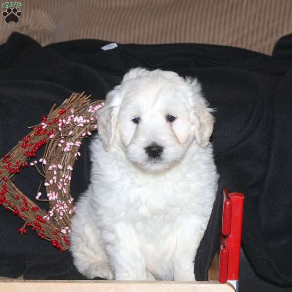 Happy, Mini Goldendoodle Puppy