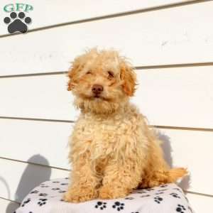 Happy, Cavapoo Puppy