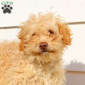 Happy, Cavapoo Puppy