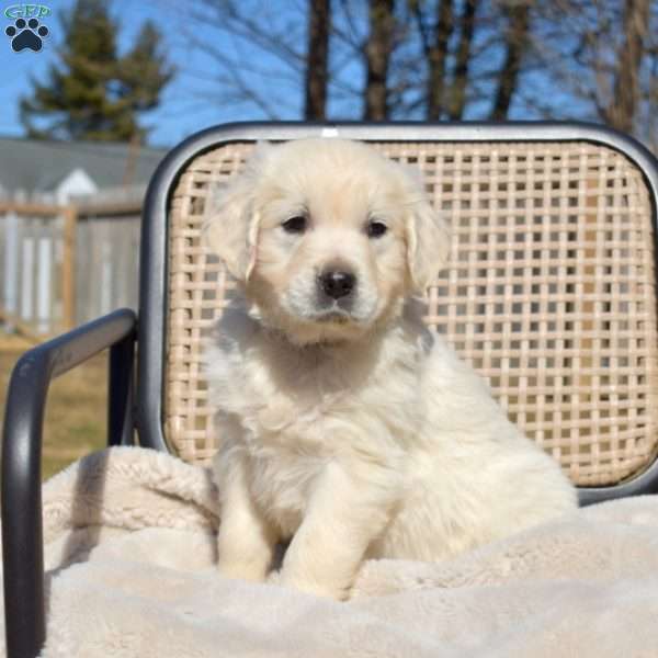 Harley, English Cream Golden Retriever Puppy