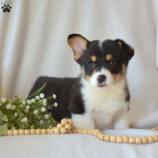 Harley, Pembroke Welsh Corgi Puppy