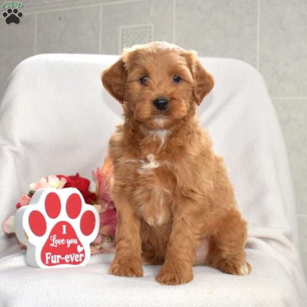 Harley, Mini Goldendoodle Puppy