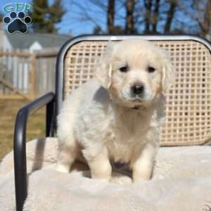 Harley, English Cream Golden Retriever Puppy