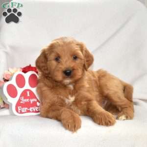 Harley, Mini Goldendoodle Puppy