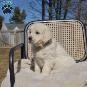 Harley, English Cream Golden Retriever Puppy