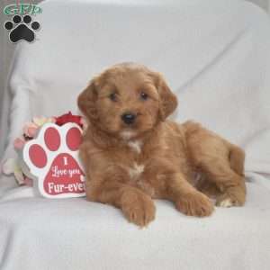 Harley, Mini Goldendoodle Puppy