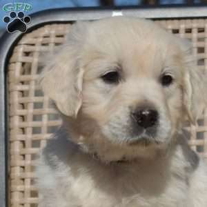 Harley, English Cream Golden Retriever Puppy