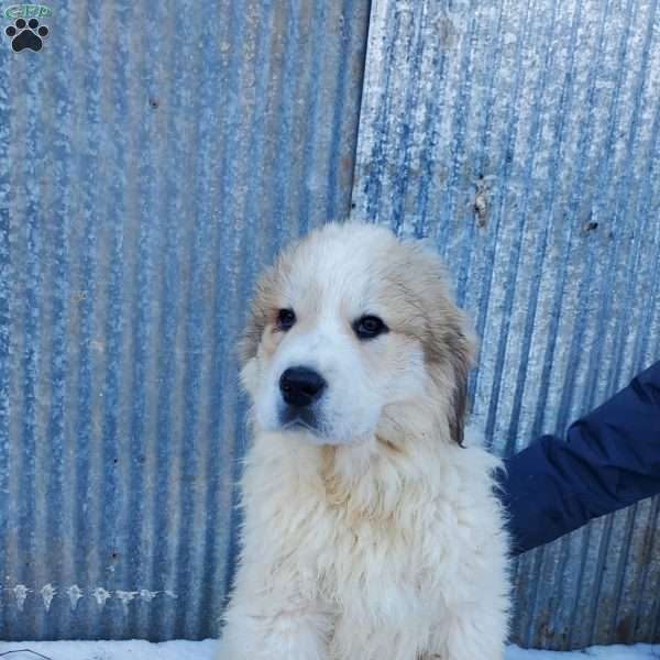 Shank, Great Pyrenees Puppy