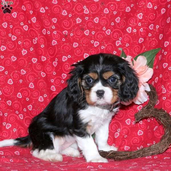 Harlow, Cavalier King Charles Spaniel Puppy