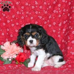 Harlow, Cavalier King Charles Spaniel Puppy