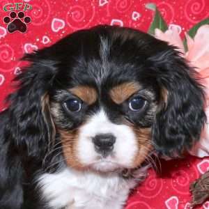 Harlow, Cavalier King Charles Spaniel Puppy