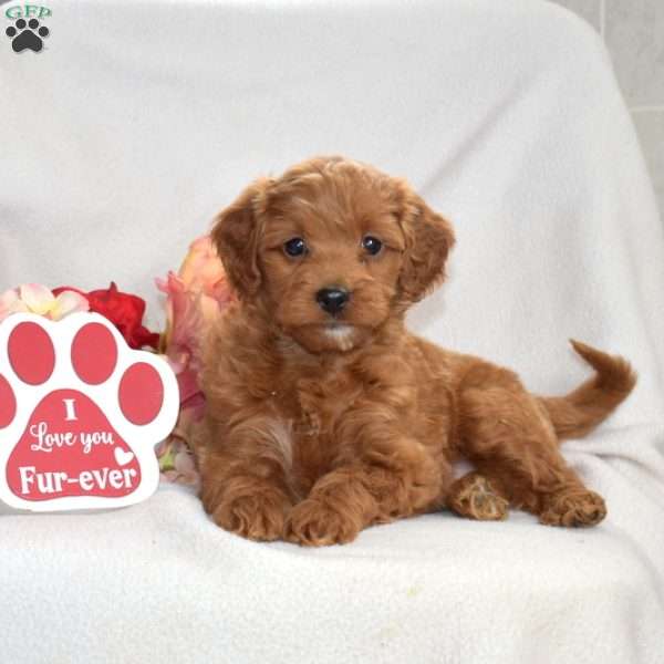 Harper, Mini Goldendoodle Puppy