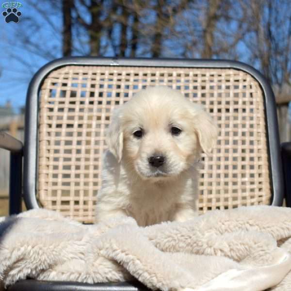 Harper, English Cream Golden Retriever Puppy