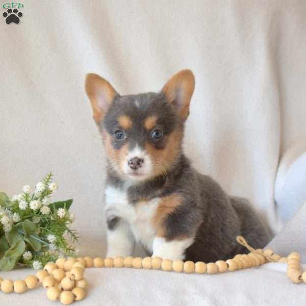 Harper, Pembroke Welsh Corgi Puppy