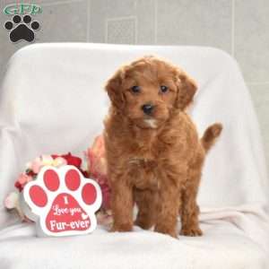 Harper, Mini Goldendoodle Puppy